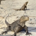 iguana_cuban_jar_v_1933_cub5046.jpg